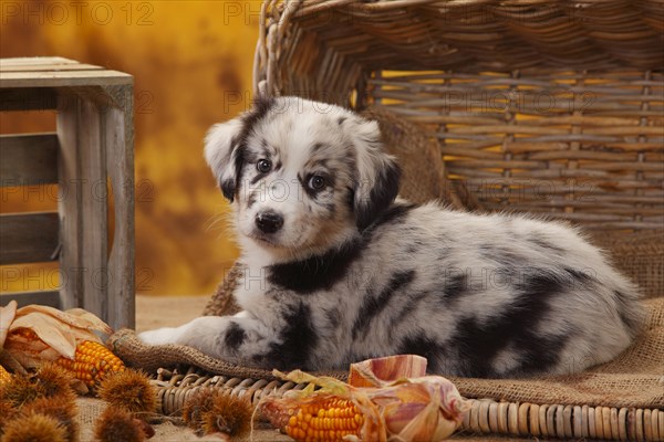 Miniature Australian Shepherd