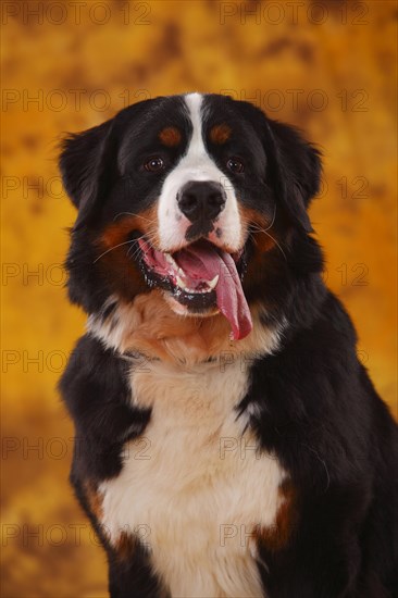 Bernese Mountain Dog