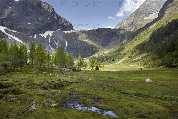 Mountain meadow