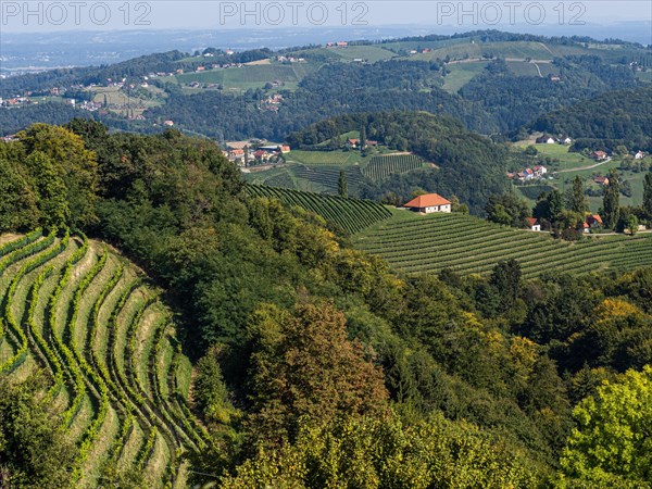 Hilly landscape with vineyards near Kitzeck im Sausal