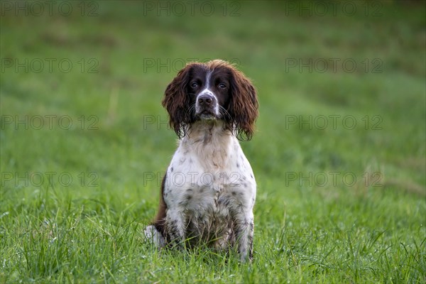 Hunting dog