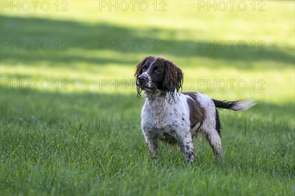 Hunting dog