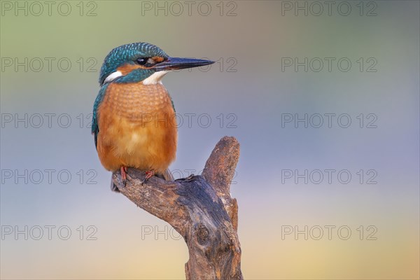 Common kingfisher