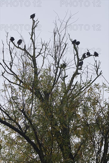 Starlings