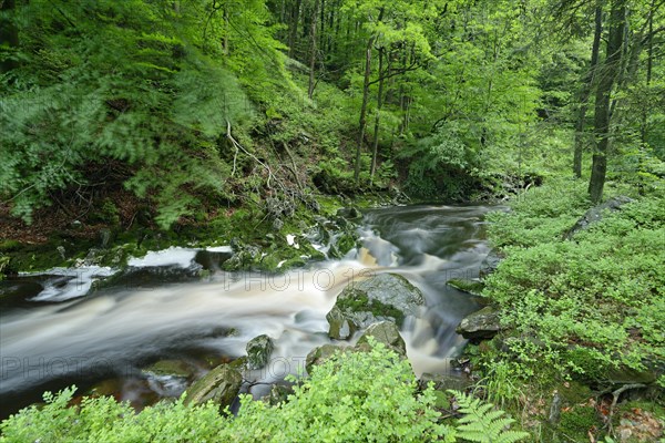 Stream course of the Hoegne