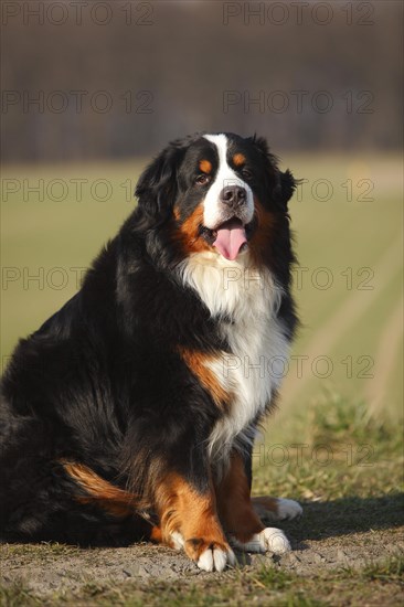 Bernese Mountain Dog