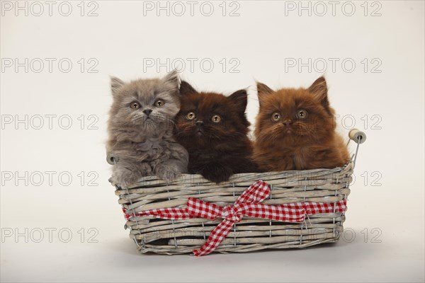 British longhair
