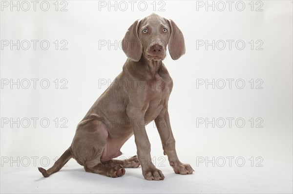 Weimaraner