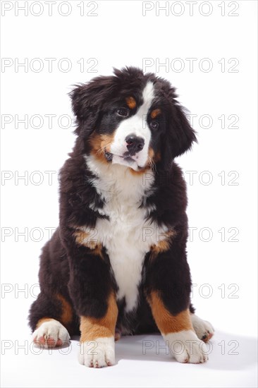 Bernese Mountain Dog