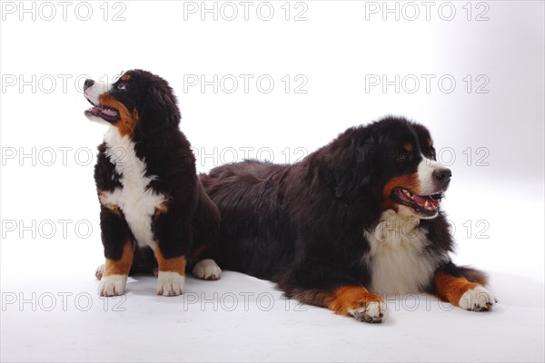 Bernese Mountain Dog