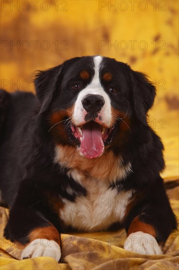 Bernese Mountain Dog