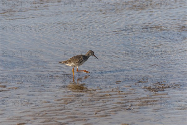 Common redshank