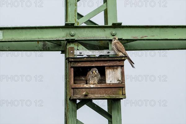 Common kestrel