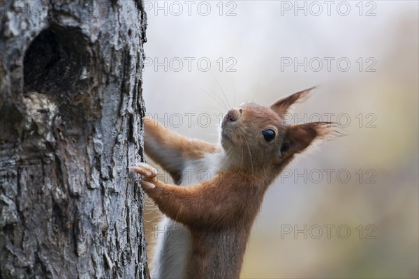 Eurasian red squirrel