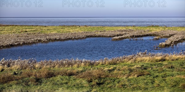 Salt marshes and North Sea