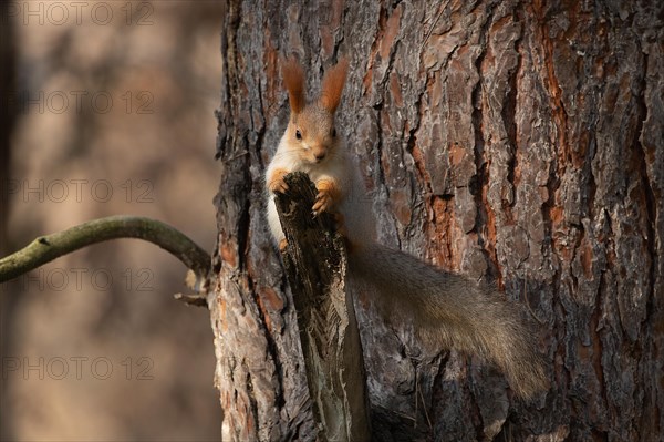 Squirrel on branch