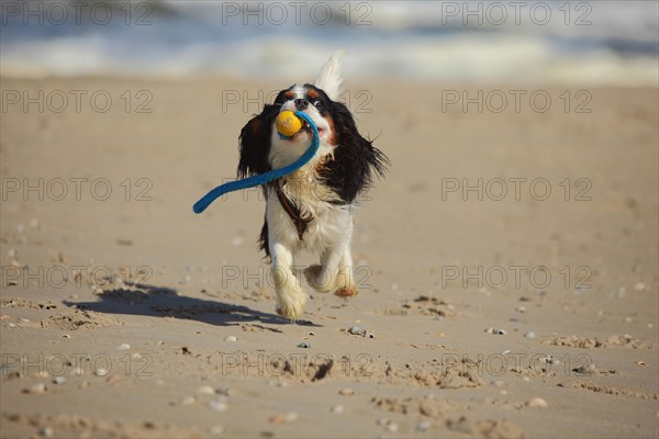 Cavalier King Charles Spaniel