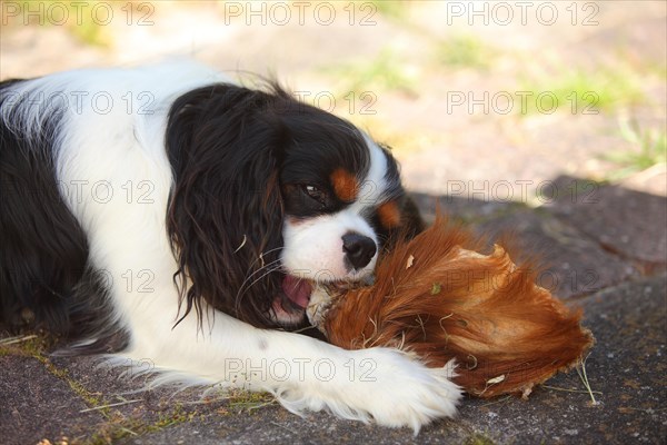 Cavalier King Charles Spaniel