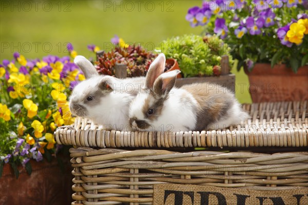 Dwarf ram rabbits