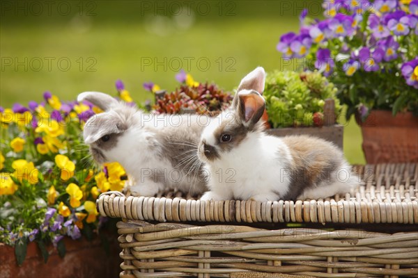 Dwarf ram rabbits