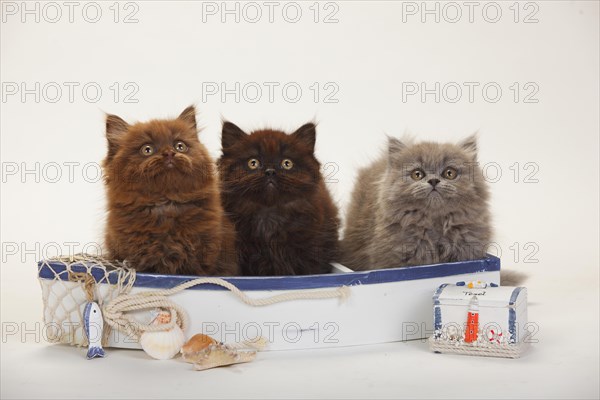 British longhair