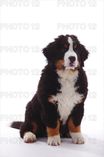 Bernese Mountain Dog