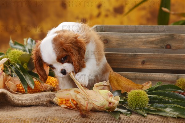 Cavalier King Charles Spaniel