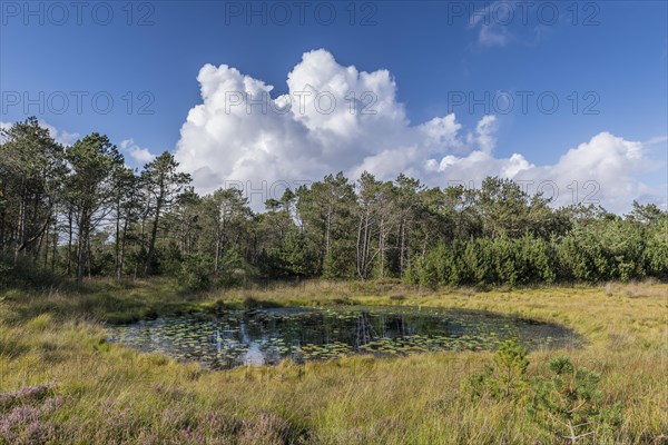 Moorland with lake near Henne Strand