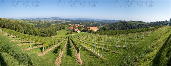 Hilly landscape with vineyards near Kitzeck im Sausal