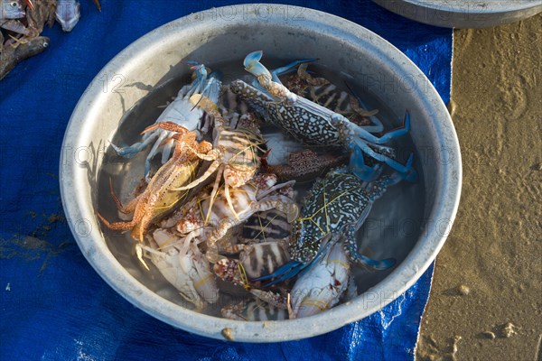 Freshly caught crabs and seafood