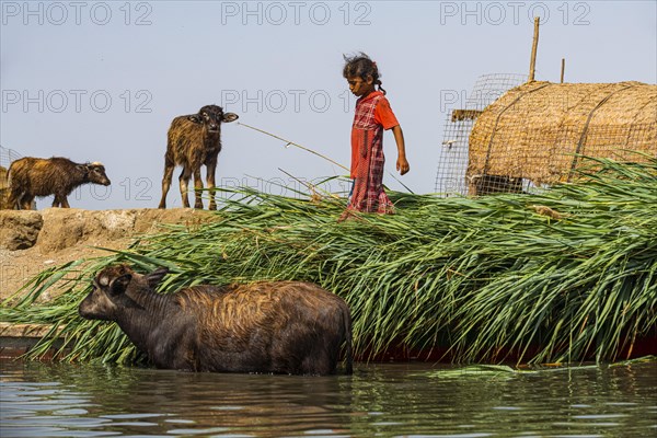 Girl collectimg reed