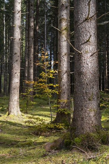 Young copper beech in the forest