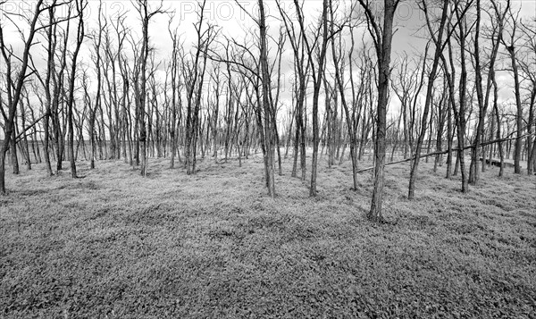 Bald Acacia Forest on Lake Neusiedl