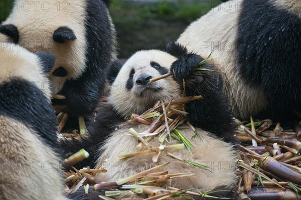 Giant panda