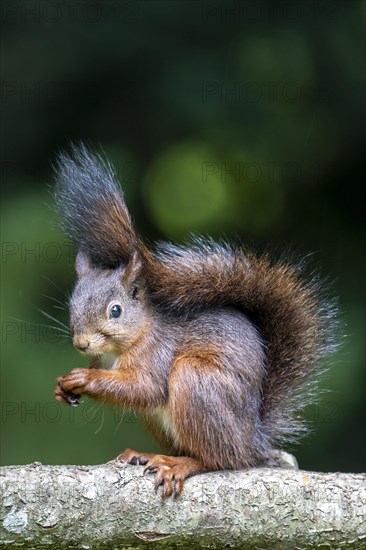 Eurasian red squirrel