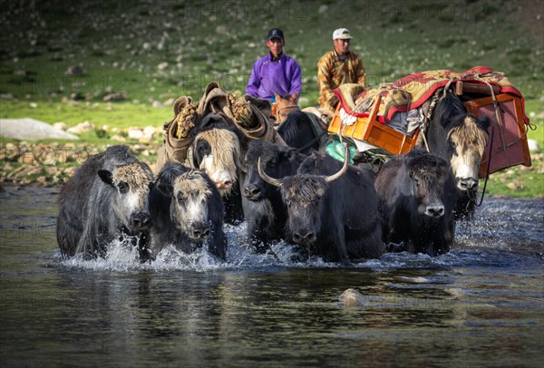 The nomadic family moves with yaks in the summer. Bayanhongor Province