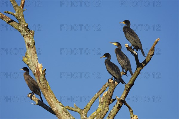 Great cormorants