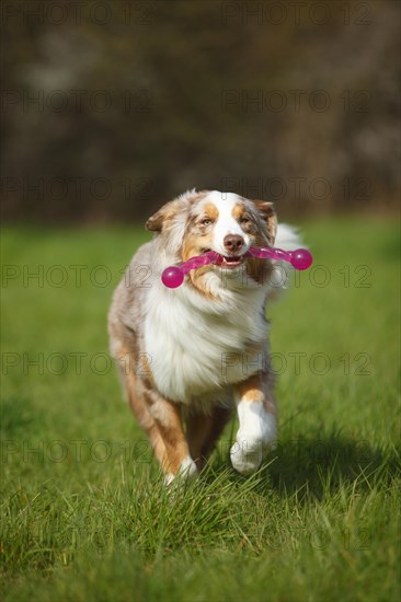 Australian Shepherd