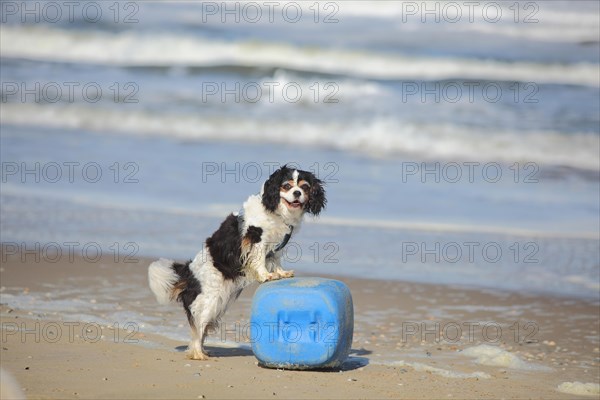 Cavalier King Charles Spaniel