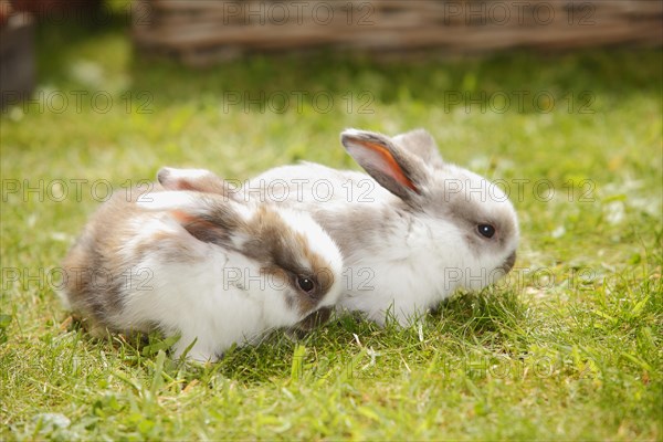 Dwarf ram rabbits
