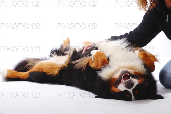 Bernese Mountain Dog
