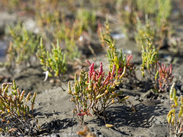 Glasswort