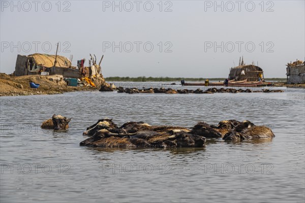 Water buffalos