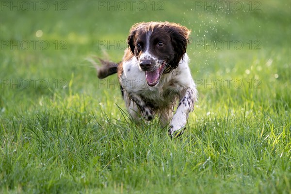 Hunting dog