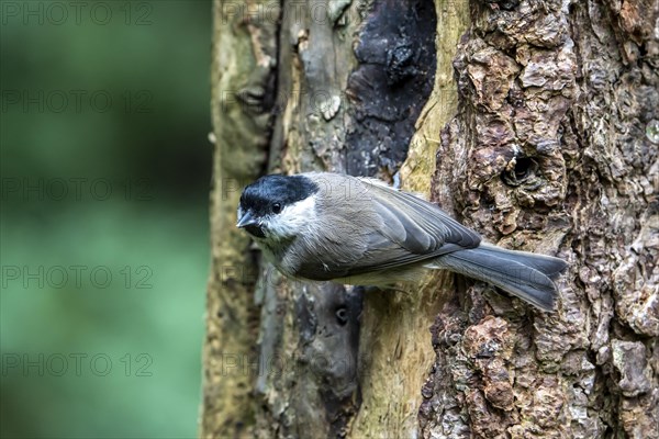 Marsh tit