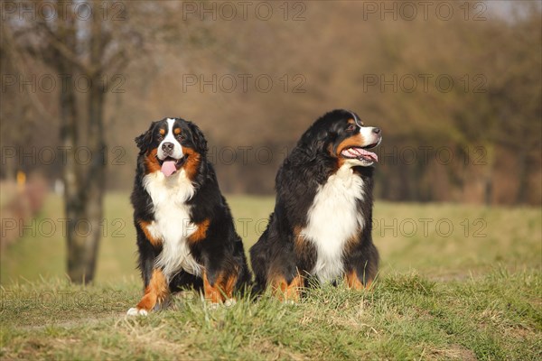 Bernese Mountain Dog