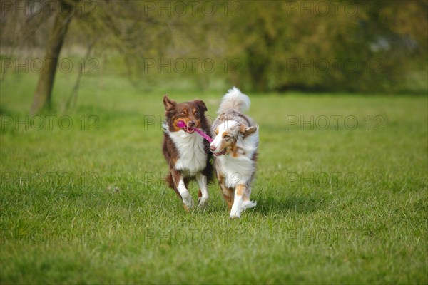 Australian Shepherds