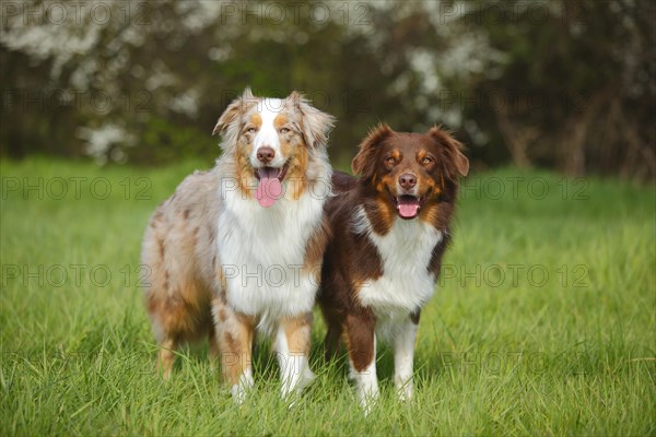 Australian Shepherds