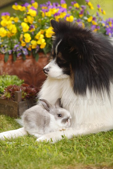 Mixed breed dog and dwarf ram rabbit