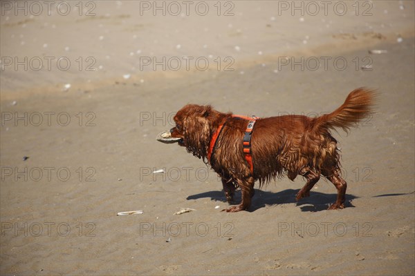 Cavalier King Charles Spaniel